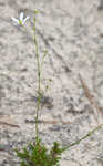 Pine barren stitchwort